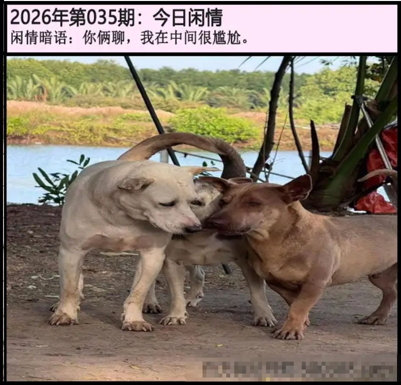 035期另版今日闲情[图]